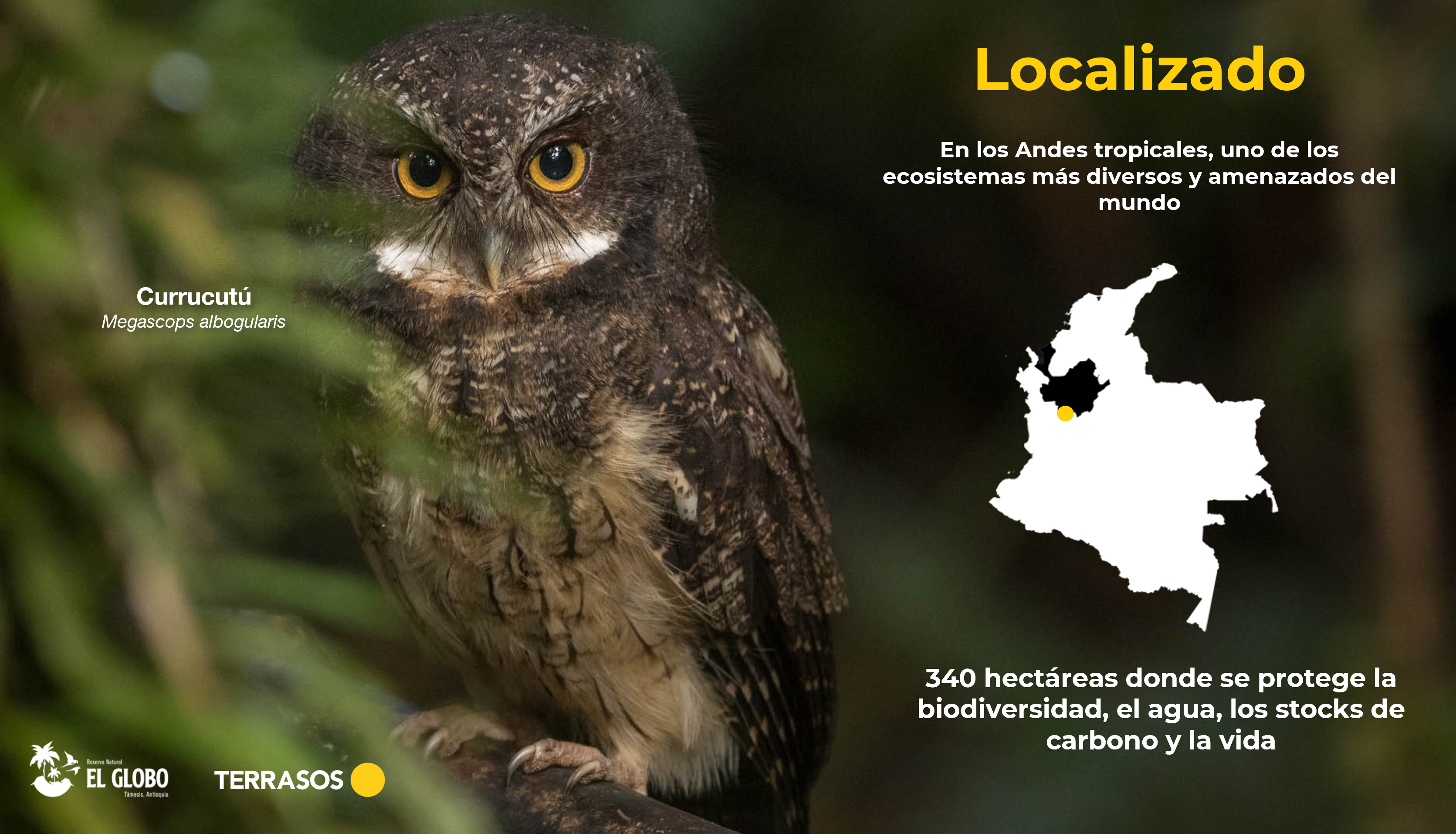 banco-habitat-bosque-niebla