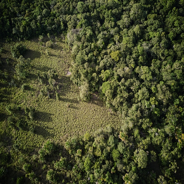 fondo-siembre-de-arboles